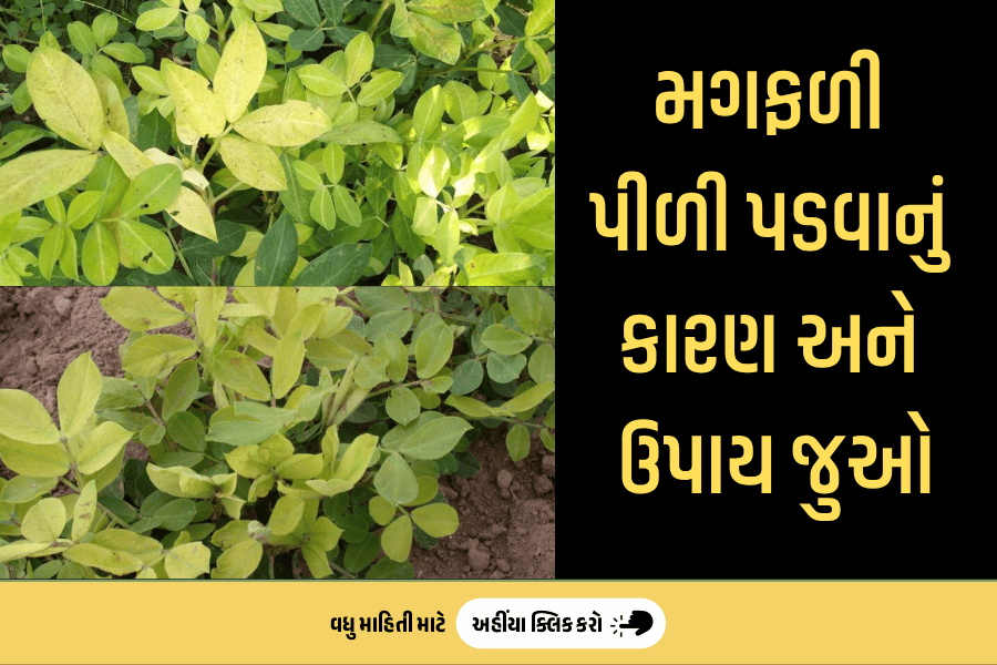 agribond