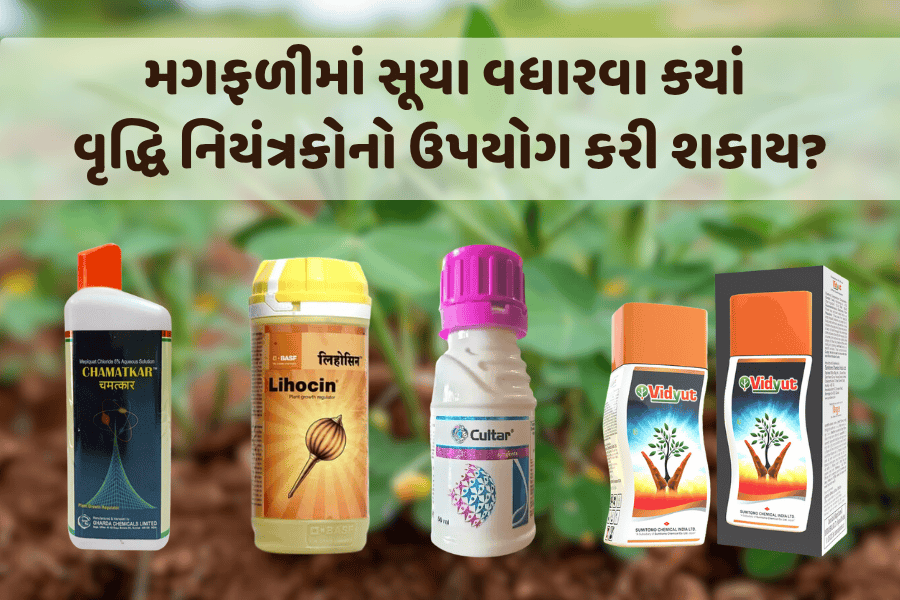 મગફળીમાં સૂયા વધારવા કયાં વૃદ્ધિ નિયંત્રકોનો ઉપયોગ કરી શકાય?