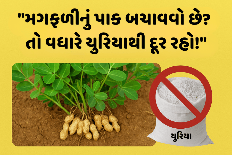 મગફળીનું પાક બચાવવો છે? તો વધારે યુરિયાથી દૂર રહો!