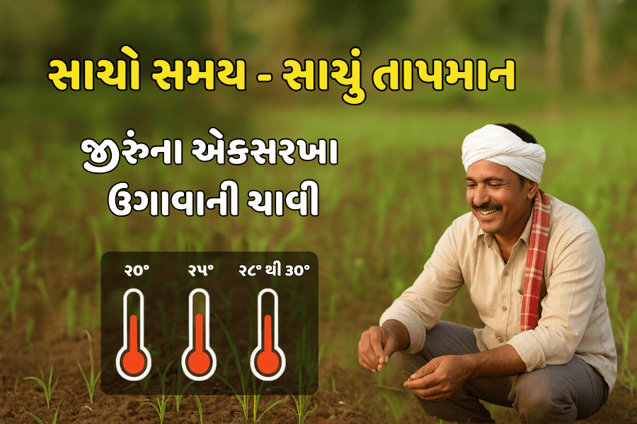 સાચો સમય – સાચું તાપમાન જીરુંના એકસરખા ઉગાવાની ચાવી