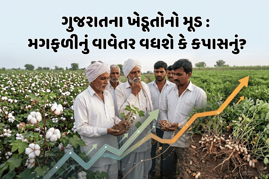 ગુજરાતના ખેડૂતોનો મૂડ : મગફળીનું વાવેતર વધશે કે કપાસનું?