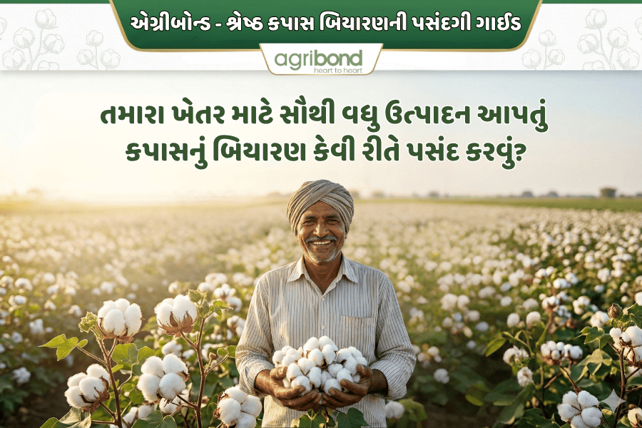 કપાસની પસંદગી: ખેતર માટે શ્રેષ્ઠ બિયારણ કેવી રીતે પસંદ કરવું?