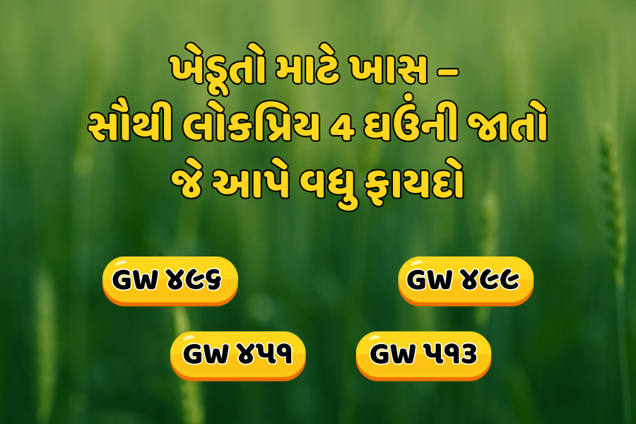ગુજરાતના શ્રેષ્ઠ ઘઉંના જાતો – GW 496, GW 499, GW 451 અને GW 513 વિશે સંપૂર્ણ માહિતી | વધુ ઉત્પાદન અને ગુણવત્તા વાળી ઘઉંની જાતો