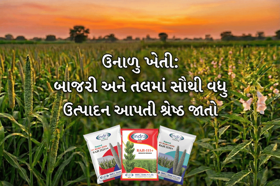 ઉનાળુ ખેતી: બાજરી અને તલમાં સૌથી વધુ ઉત્પાદન આપતી શ્રેષ્ઠ જાતોની યાદી
