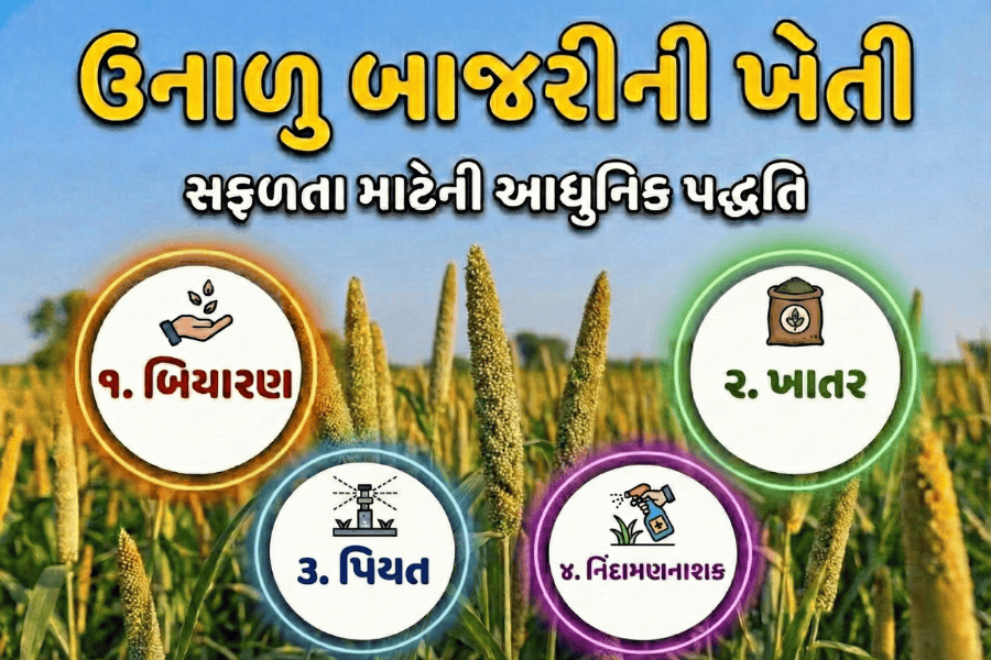 ઉનાળુ બાજરીની વૈજ્ઞાનિક ખેતી પદ્ધતિ: બિયારણ, ખાતર, પિયત અને નિંદામણની સંપૂર્ણ માહિતી