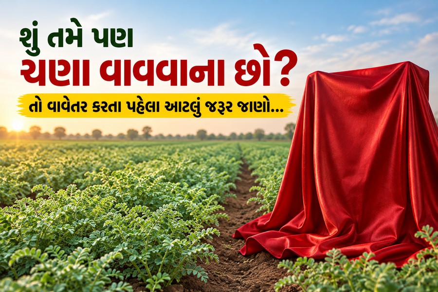શું તમે પણ ચણા વાવવાના છો? તો વાવેતર કરતા પહેલા આટલું જરૂર જાણો