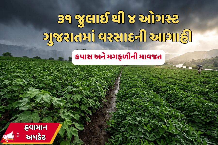 ૩૧ થી ૪ ઓગસ્ટ ગુજરાતમાં વરસાદની આગાહી | કપાસ અને મગફળીની માવજત