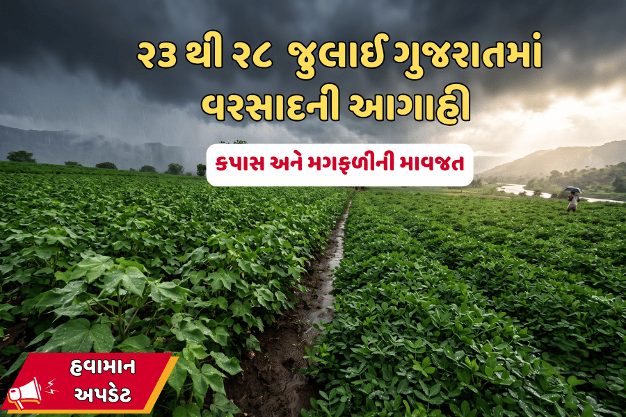 ૨૩ થી ૨૮ જુલાઈ ગુજરાતમાં વરસાદની આગાહી | કપાસ અને મગફળીની માવજત