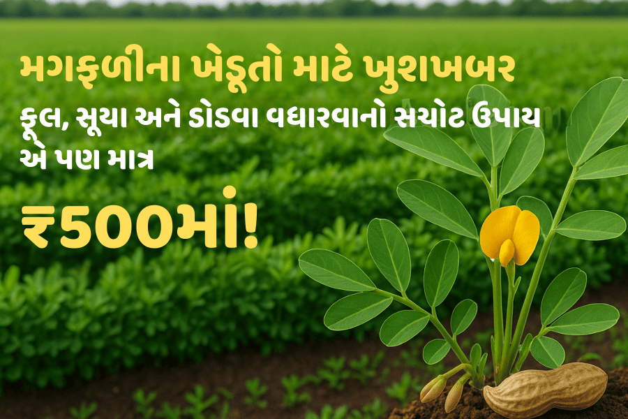 મગફળીના ખેડૂતો માટે ખુશખબર – ફૂલ, સૂયા અને ડોડવા વધારવાનો સચોટ ઉપાય, એ પણ માત્ર ₹500માં!