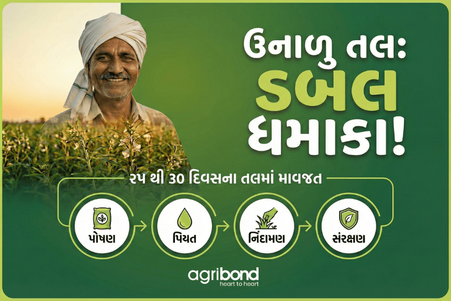 ઉનાળુ તલના પાકમાં ૨૫ થી ૩૦ દિવસે કરો આ અગત્યની માવજત અને મેળવો બમણું ઉત્પાદન