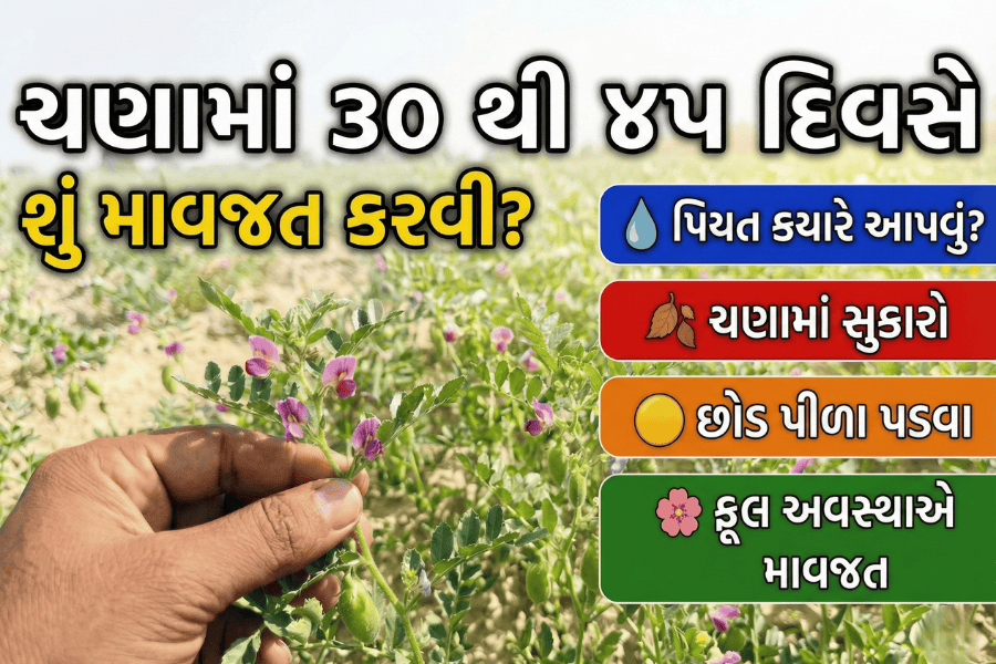 ચણાના પાકમાં ૩૦ થી ૪૫ દિવસે કરો આટલું જ, ઉત્પાદનમાં થશે બમ્પર વધારો!