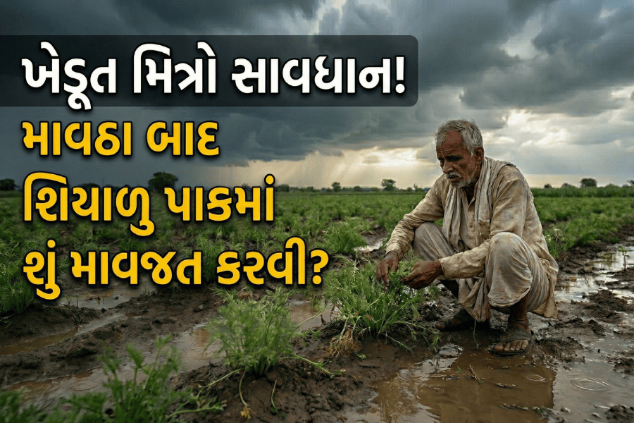 ખેડૂત મિત્રો સાવધાન! માવઠા બાદ જીરું, ચણા અને ઘઉંમાં નુકસાન અટકાવવા કરો આટલું, જાણો પાક બચાવવાની સાચી રીત