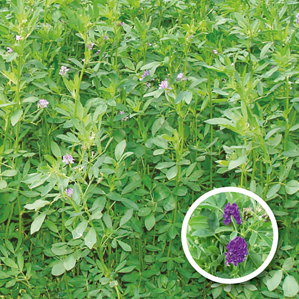 આલ્પાઇન મિલ્કી એક સાલી રજકો(૨ કિગ્રા)