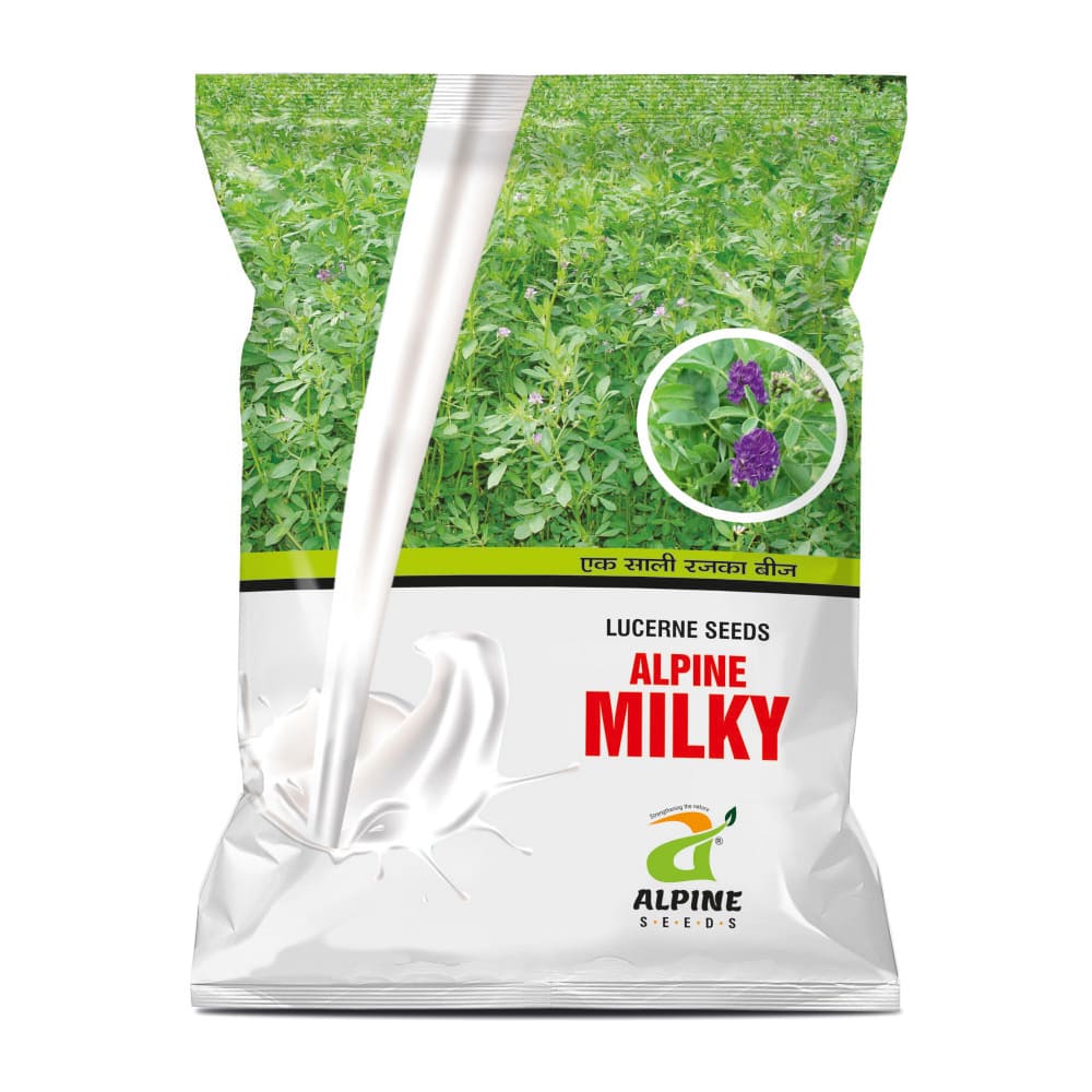 આલ્પાઇન મિલ્કી એક સાલી રજકો(૨ કિગ્રા)