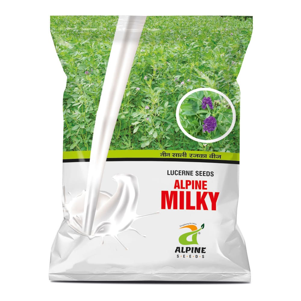 આલ્પાઇન મિલ્કી તીન સાલી રજકો(૨ કિગ્રા)