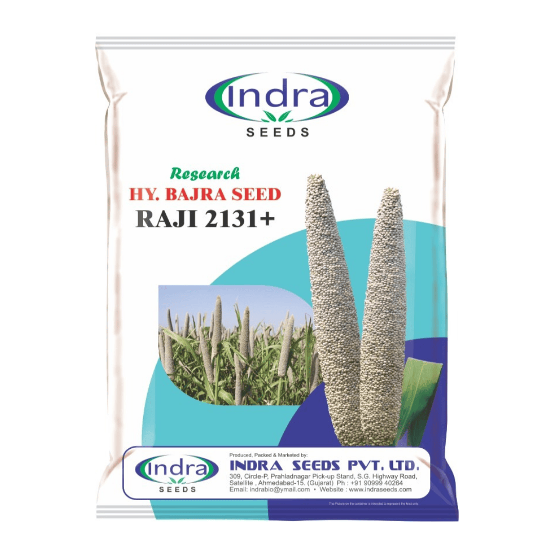 રાજી ૨૧૩૧+ રિસર્ચ હાઈબ્રીડ બાજરા (૧.૫ કિગ્રા)